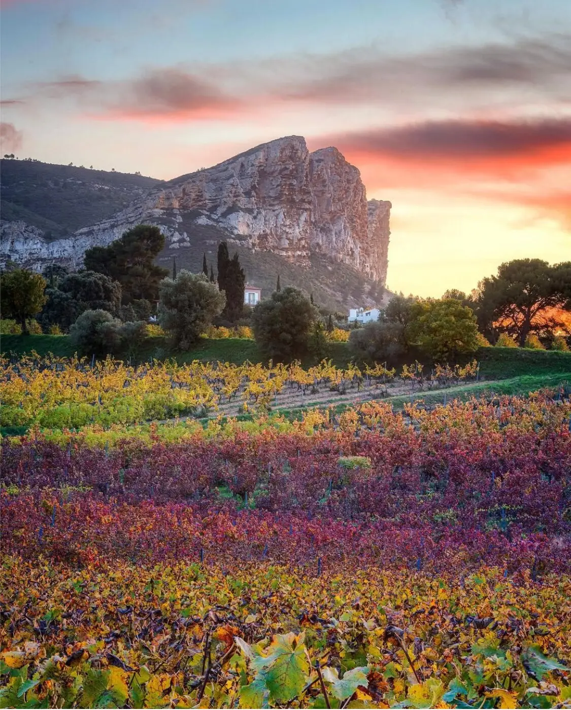 Le Cap Canaille et les vignes au crépuscule