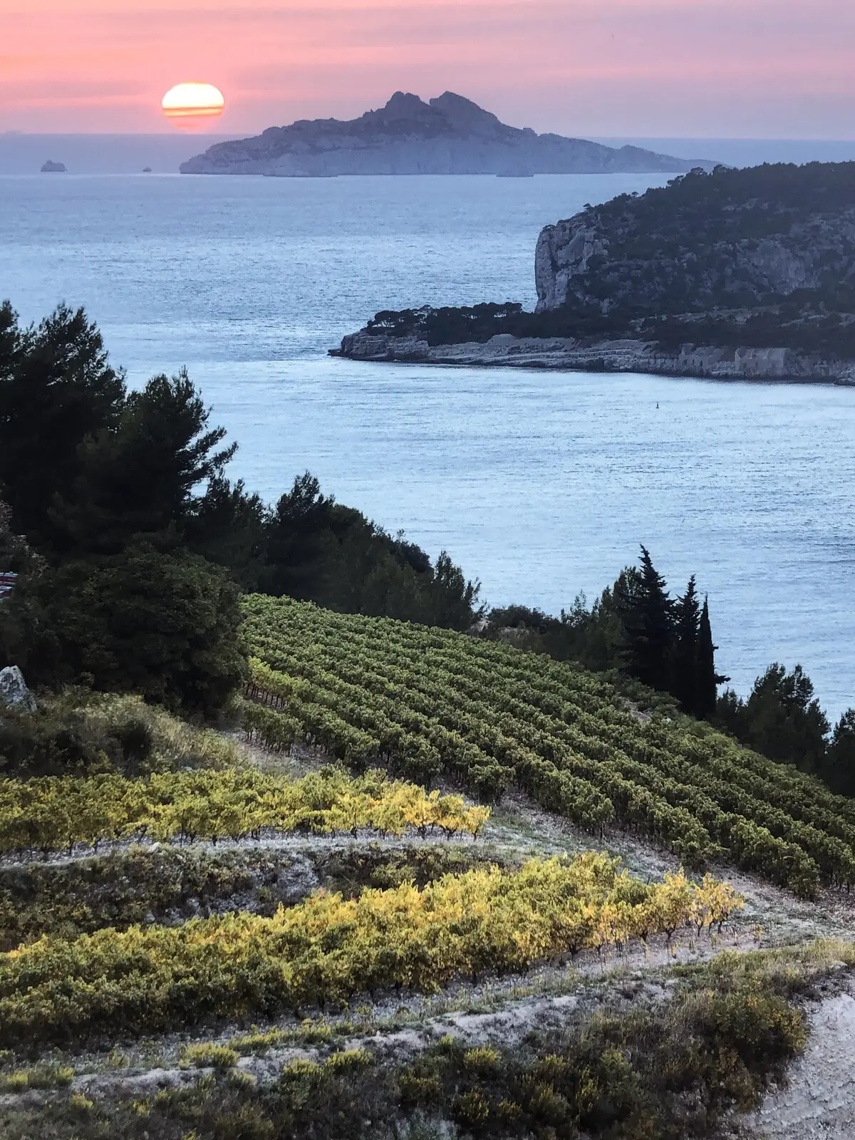 Vignoble en terrasses au-dessus de la Méditerranée